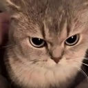mad emote