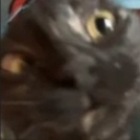 Nori emote