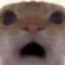 catshocked emote