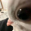 beuteus emote