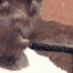 arab133 Emote