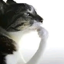 hm emote