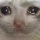 sad_cat Emote