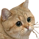 CatStare Emote