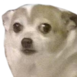 dog_wtf emote
