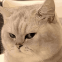 emoji_3 Emote
