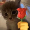 cattanghoa Emote