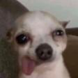 B2_dumb_dog Emote