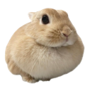 buny emote