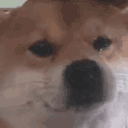 DogeSad emote