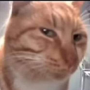 catsus emote