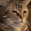Stare emote