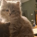 cat emote