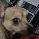 AngryDog Emote
