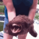aggessive_bark Emote