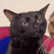 zoningcat emote