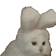 CatBunny emote
