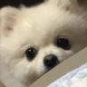 SR_dogpeeking Emote