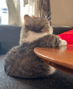 gyatt emote