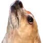 UpDog emote
