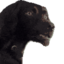 77776dogconfused emote