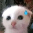 oh_no Emote