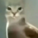 gato6 emote