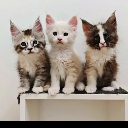 Kittens emote