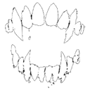 fang Emote