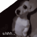 shydog Emote