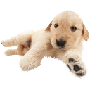 laeyey emote