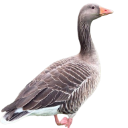 greygoose Emote