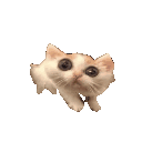 CatScared Emote