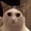 emoji_106 emote