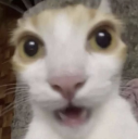 shockedcat emote