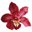 007_redflower3 emote