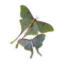 ec5dd056c7a90fb2d653cc240ef0b500 Emote