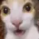 mieo emote