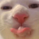 catlicking emote