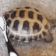 turtledance Emote
