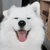 funnyanimalsdog emote