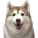FatHusky emote