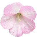 008_pinkflower3 emote