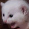 AHHHcat Emote