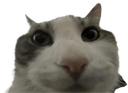 bruh emote