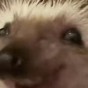 5bith_haha emote