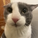 guh emote