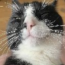 kevinchill emote