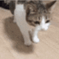 Cat_Die emote