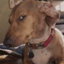 sideeyedog Emote